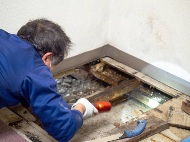 Certified Mold Removal in South Lake Tahoe, CA