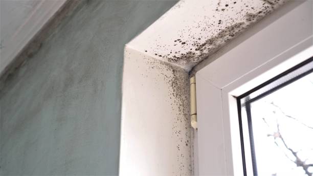 Best Crawl Space Mold Removal  in South Lake Tahoe, CA