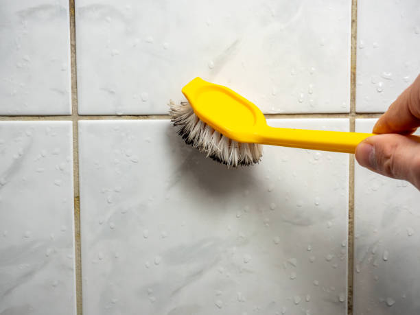 Best Fast Mold Removal  in South Lake Tahoe, CA