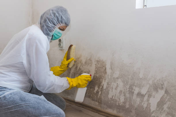 Best Toxic Mold Removal  in South Lake Tahoe, CA