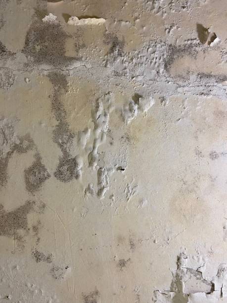 Best Commercial Mold Removal  in South Lake Tahoe, CA