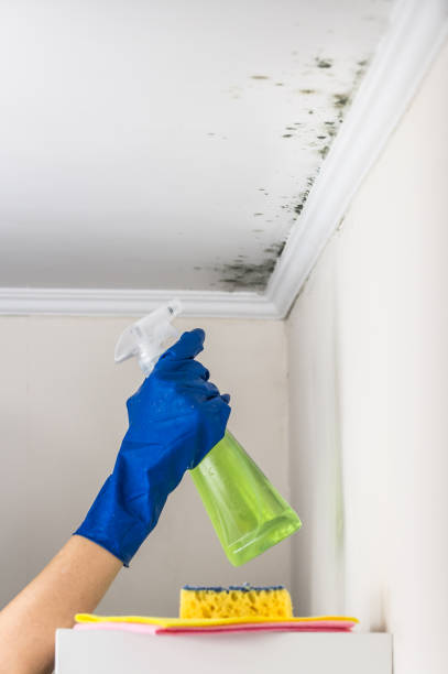 Best Professional Mold Removal  in South Lake Tahoe, CA